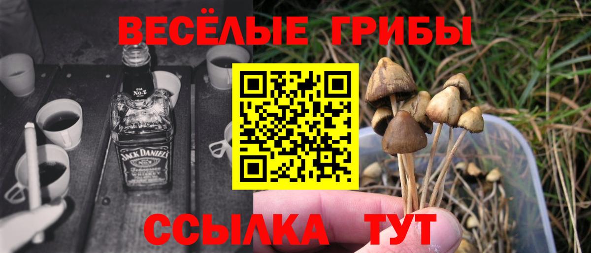 Галлюциногенные грибы Psilocybine cubensis  Псилоцибиновые грибы прущие грибы  закладки  Майкоп  Вход с VPN 